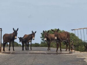 Wildesel Dipkarpaz
